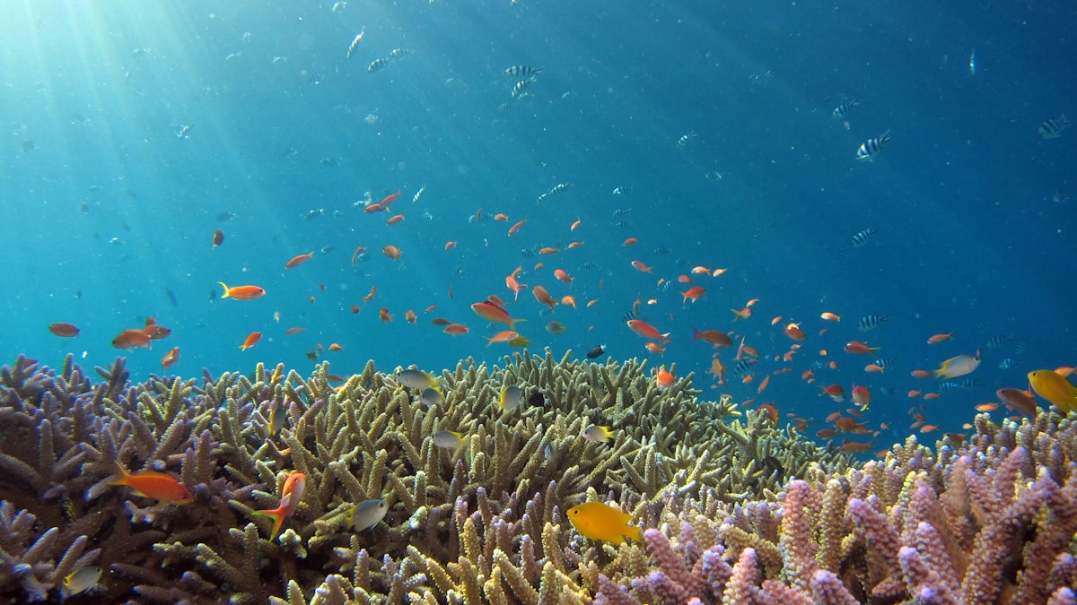 Imagem ilustrativa de um jardim de coral. Nas profundezas dos Açores, estas aglomerações densas de colónias formam ecossistemas raros e frágeis.